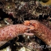 eel_moray_barredfin_nus_h_0705_png1816.jpg